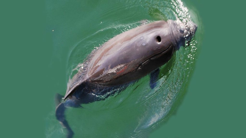 Den lille danske tandhval marsvinet bliver nu jaget af grå-sæler