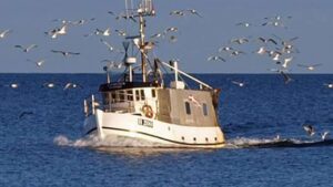 Million-kompensation til Østersø-fiskerne er blæst ud af proportion foto: CSH